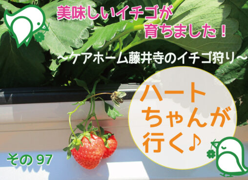 アイキャッチ-　イチゴ狩り